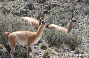 Guanacos en Villavicencio